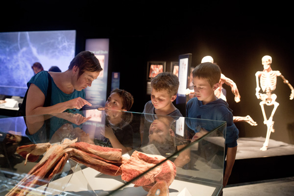 a family takes in an exhibit at Body Worlds