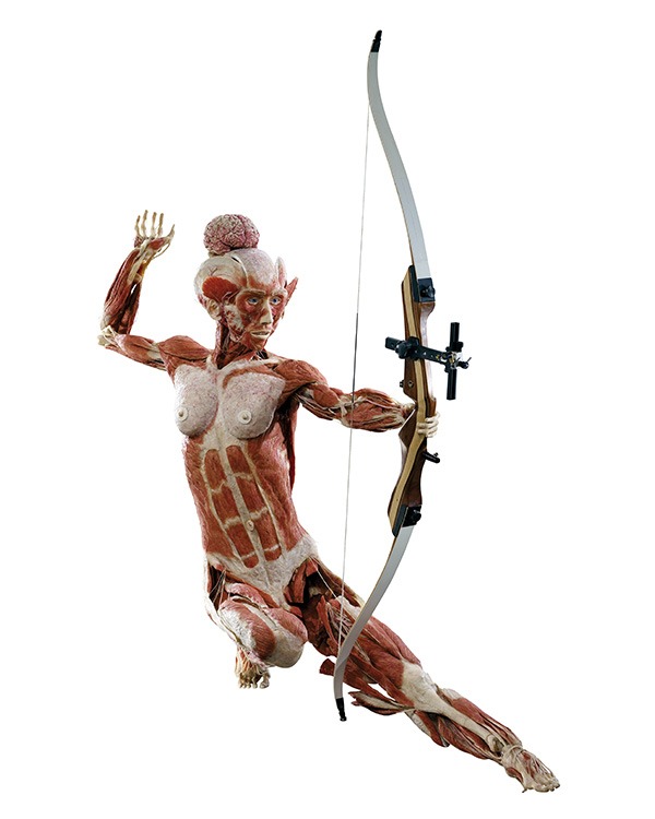 A female human body preserved using plastination holding a hunting bow.